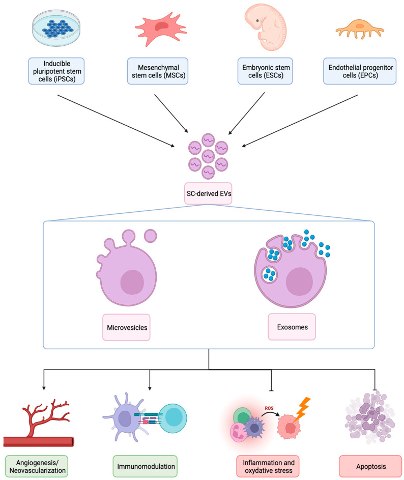 圖1:不同類型SC衍生EV的生物發生、結構和治療機制