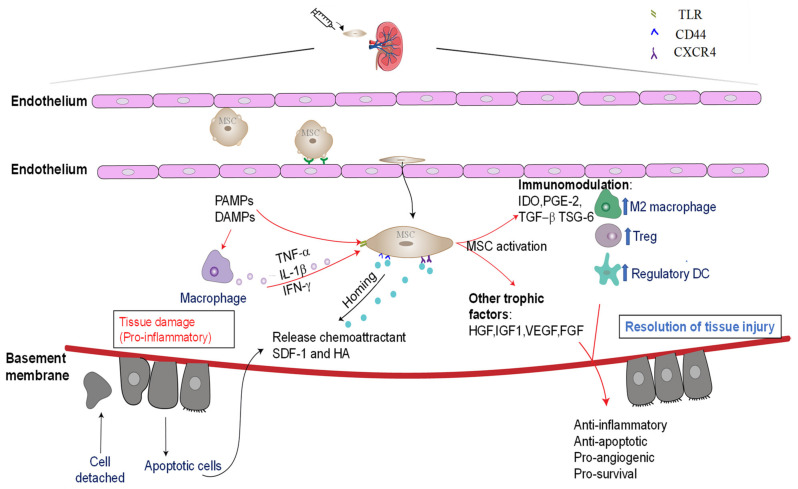 圖3:通過免疫調節和嗜性因子分泌介導的骨髓間充質干細胞的腎臟保護作用。 圖3:通過免疫調節和嗜性因子分泌介導的骨髓間充質干細胞的腎臟保護作用。