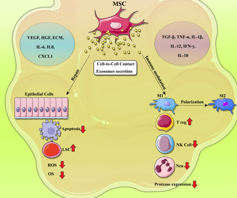 圖1：間充質(zhì)干細胞?(MSCs)?在COPD中調(diào)節(jié)炎癥和肺組織修復(fù)的機制