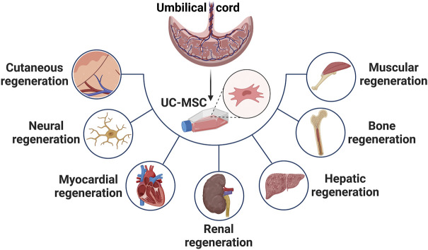 臍帶間充質(zhì)干細(xì)胞在治療皮膚、神經(jīng)、心肌、腎臟、肝臟、骨骼和肌肉功能障礙等多種疾病中的應(yīng)用