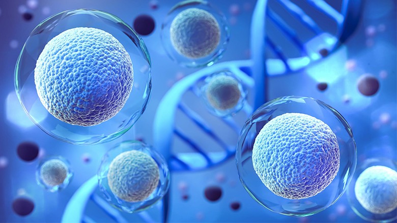 干細胞如何用于生物醫學研究和治療? 干細胞如何用于生物醫學研究和治療?