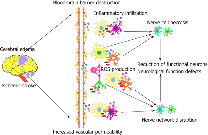 圖1：腦缺血性中風的病理過程。