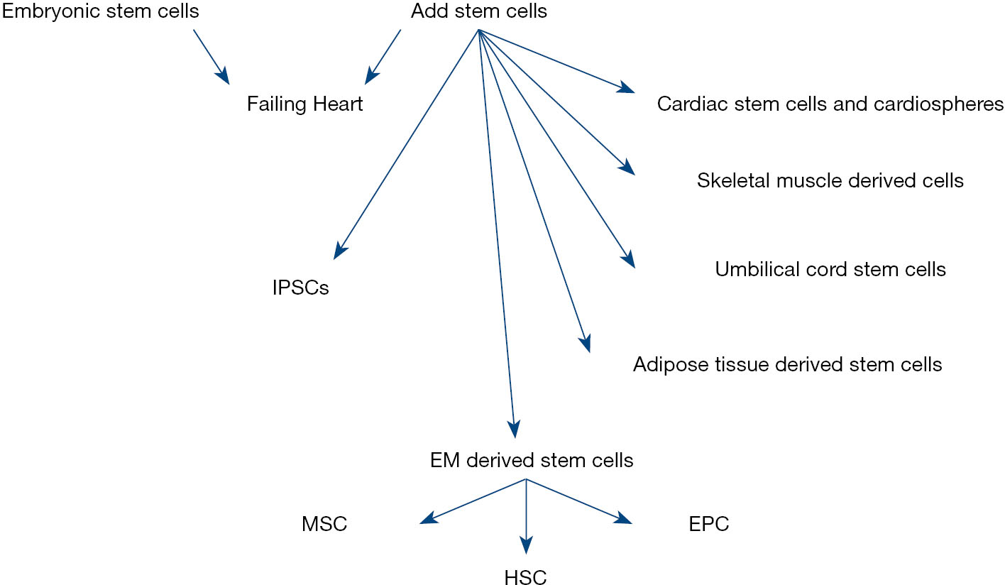 用于心臟再生的干細胞種類 用于心臟再生的干細胞種類