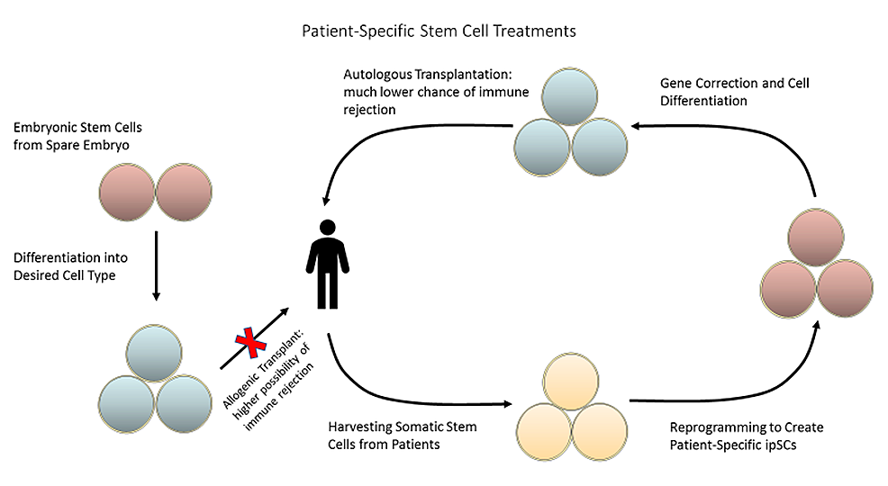 圖2：可以從患者體內(nèi)采集成體干細(xì)胞并將其重新編程為誘導(dǎo)多能干細(xì)胞，以創(chuàng)建針對(duì)患者的療法，從而降低免疫排斥的風(fēng)險(xiǎn)