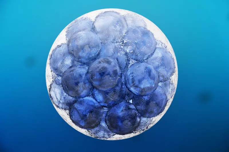 什么是組織干細胞？