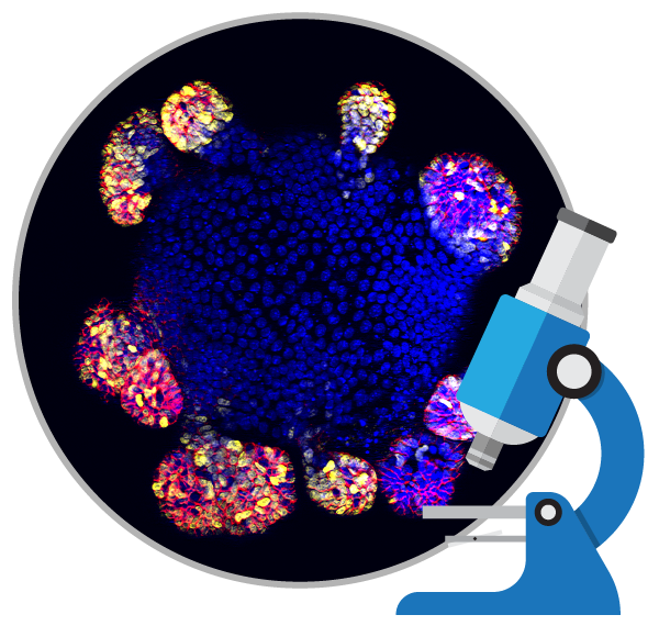 消除所謂的干細胞療法是真的包治百病的神話!