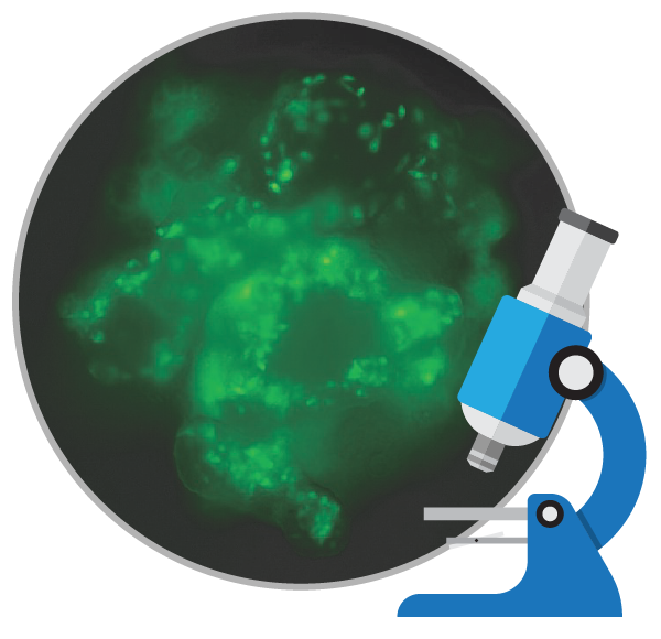 干細(xì)胞如何為糖尿病患者提供幫助?