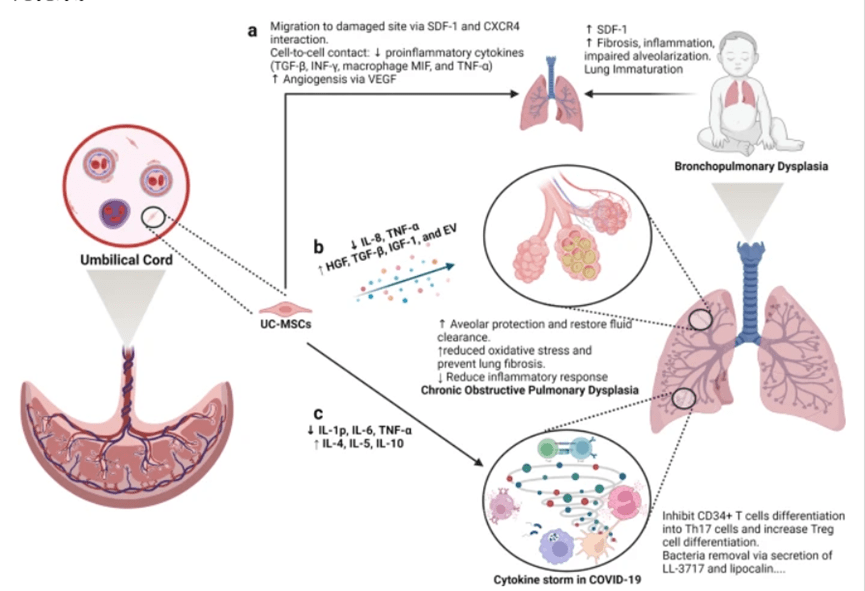間充質干細胞是治療肺部疾病的良好候選者