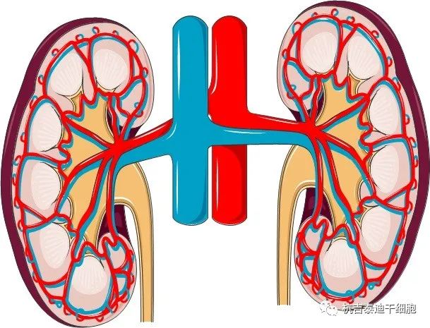 腎臟疾病：干細胞療法如何對其提供幫助？