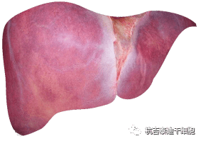 干細胞如何治療慢性肝病？