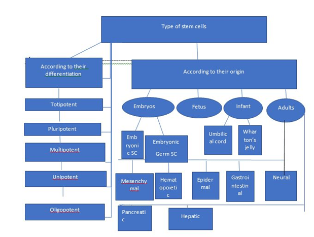 圖1:干細胞的分類