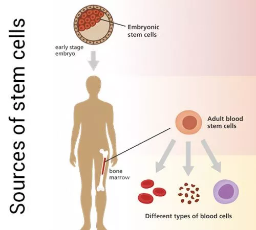 干細胞的來源是什么 干細胞的來源是什么
