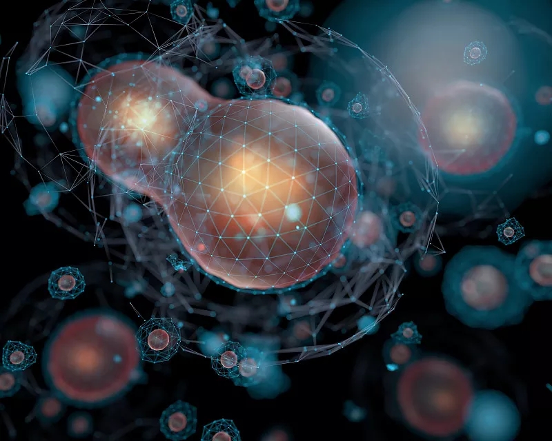 為什么對干細胞有爭議? 為什么對干細胞有爭議?