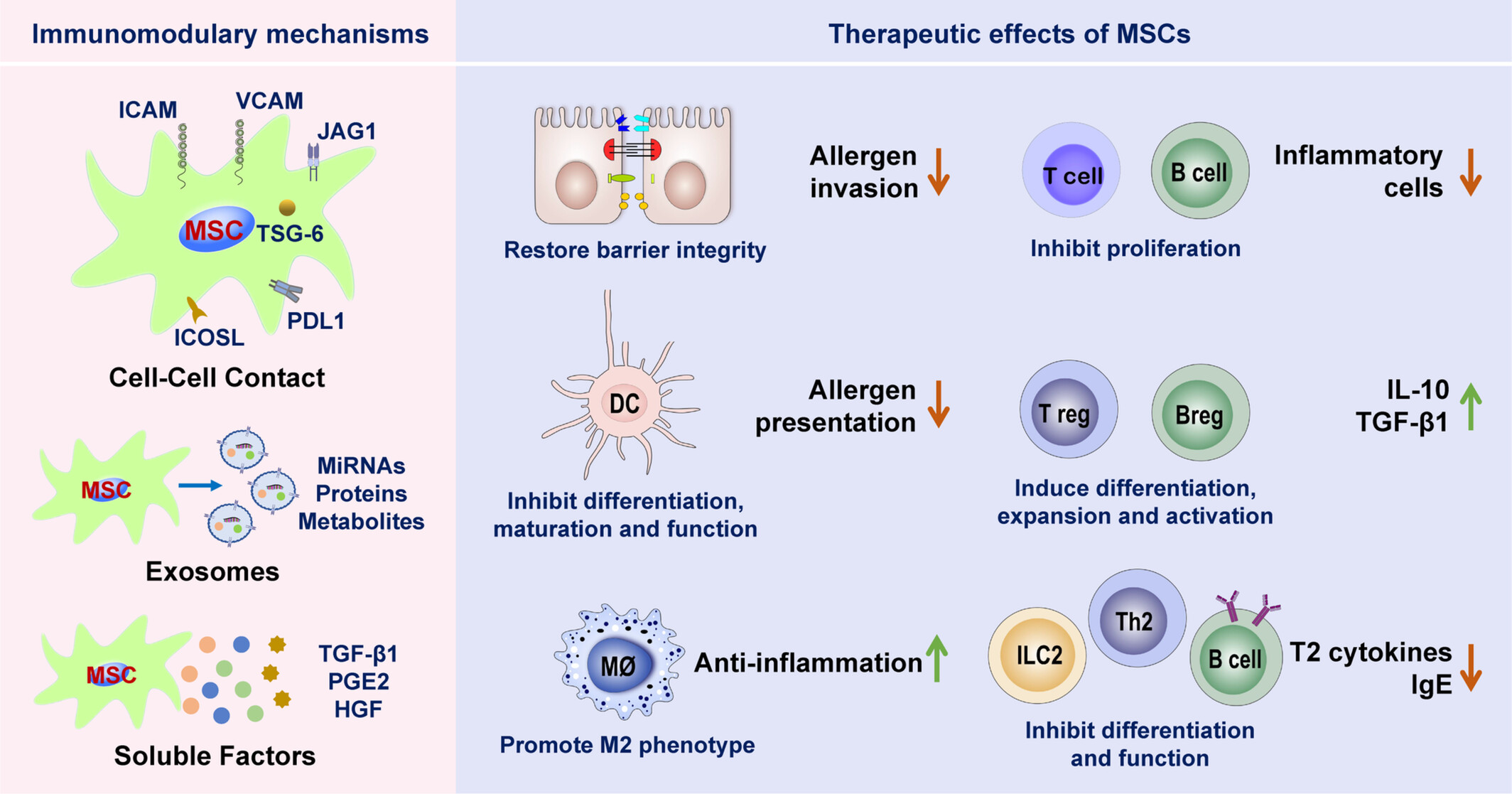 圖2：間充質(zhì)干細胞治療過敏性鼻炎的免疫調(diào)節(jié)作用和機制