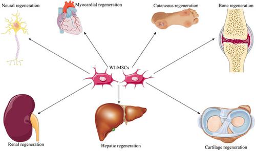 什么是沃頓膠間充質干細胞 (WJ-MSCs)