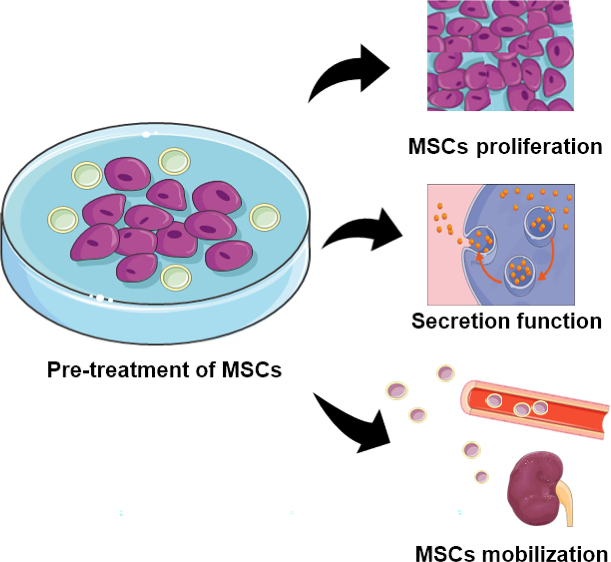 圖2：用特定物質(zhì)預(yù)處理的MSCs的功能。預(yù)處理的MSC表現(xiàn)出增強的增殖、分泌和定位能力