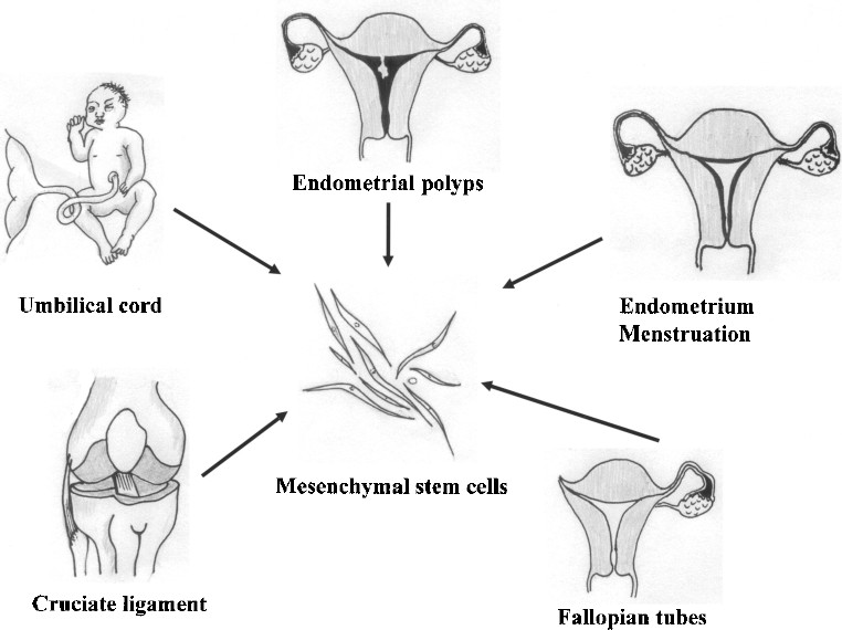 圖1。各種新的MSC來源。細胞經過分離培養，可分化為三個胚層用于移植