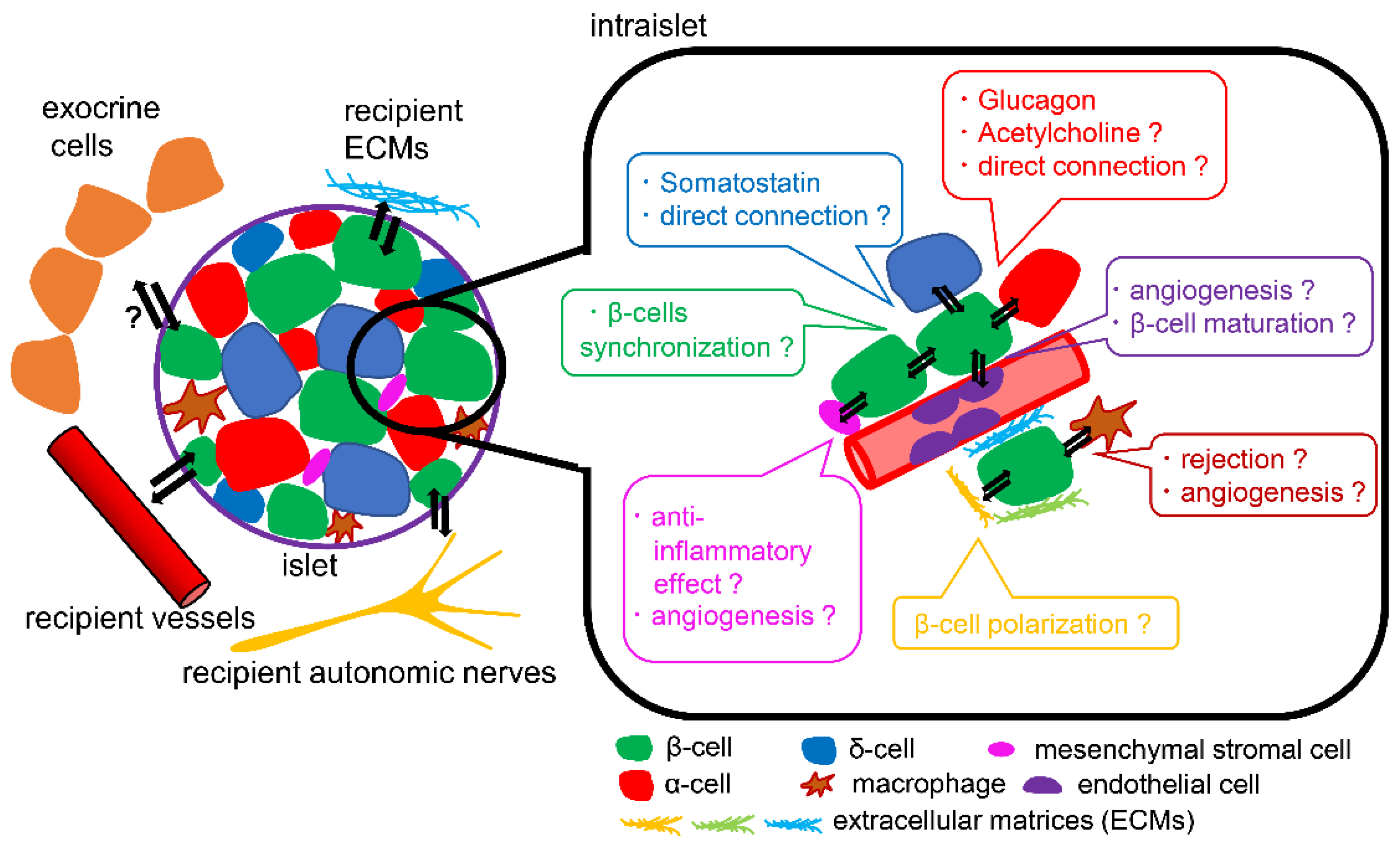 圖3.?胰島微環境示意圖