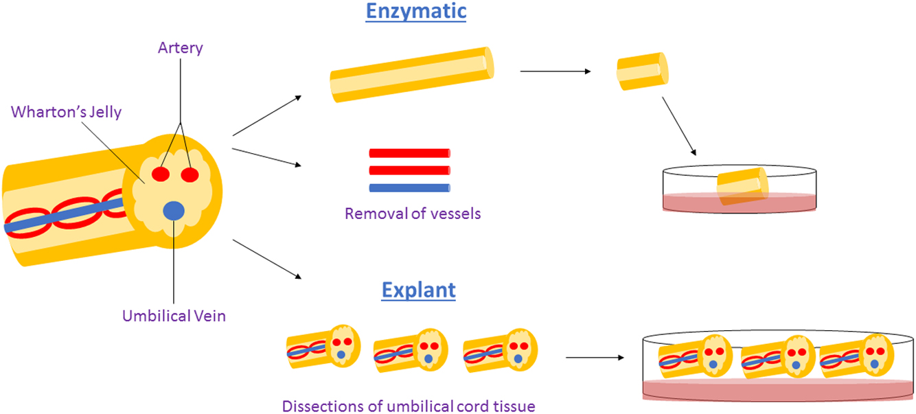 圖1:用于獲得WJ-MSCs沃頓氏膠質(zhì)間充質(zhì)干細(xì)胞的酶法與外植體法。 圖1:用于獲得WJ-MSCs沃頓氏膠質(zhì)間充質(zhì)干細(xì)胞的酶法與外植體法。