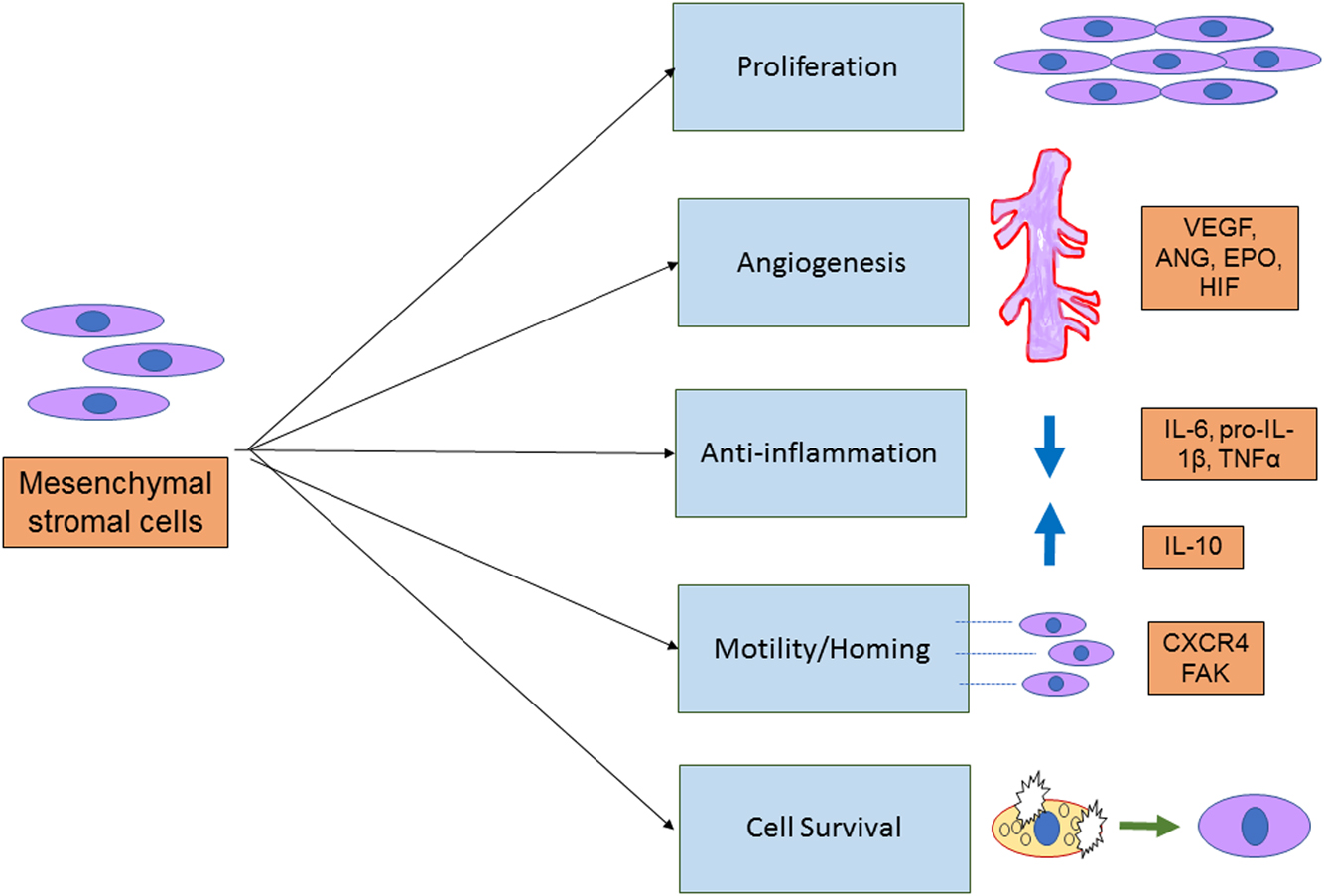 圖3:間充質(zhì)干細(xì)胞的治療作用 圖3:間充質(zhì)干細(xì)胞的治療作用