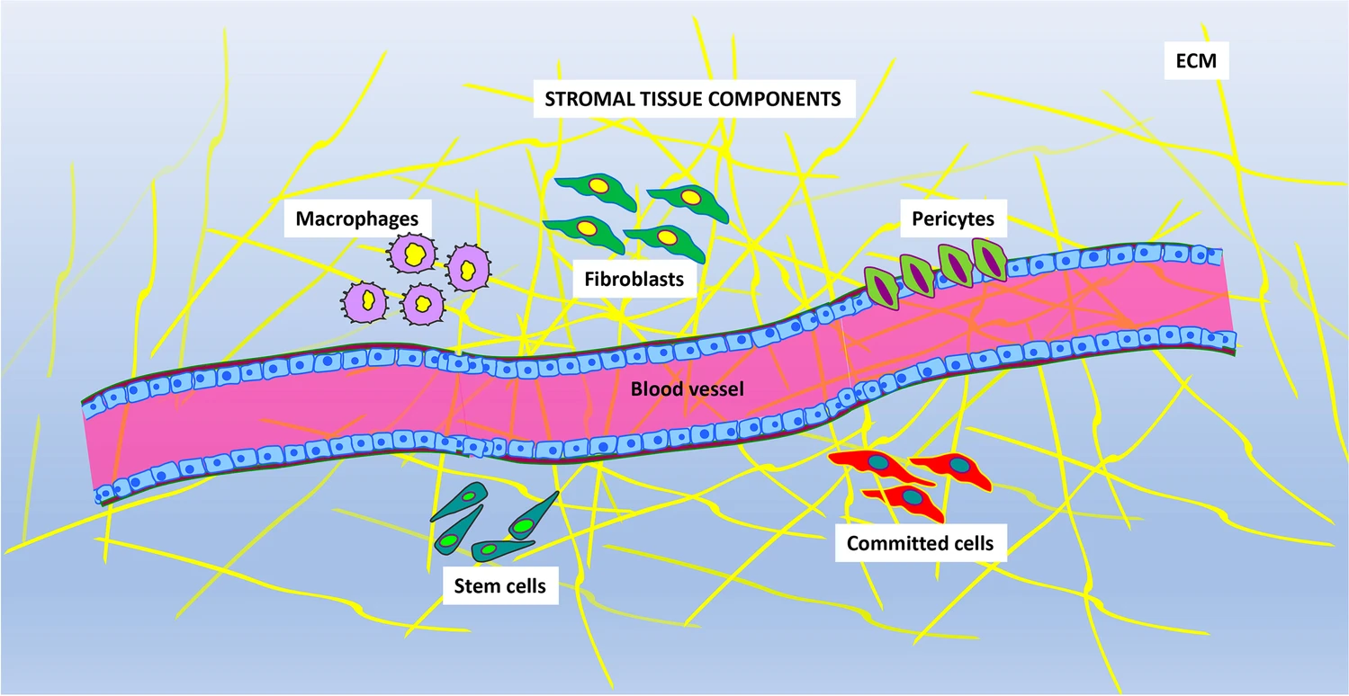 圖片顯示存在于基質組織中的主要成分。不同的細胞表型與血管和細胞外基質 (ECM) 成分混合在一起。主要的細胞類型是：巨噬細胞、成纖維細胞、周細胞、定向細胞和干細胞