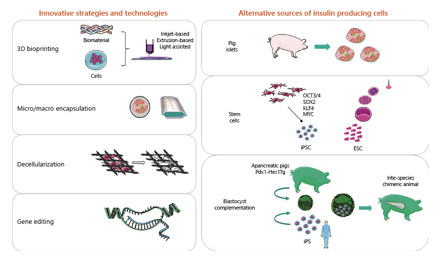 圖1:用于替代β細(xì)胞的胰島素生成細(xì)胞的創(chuàng)新技術(shù)和替代來源。 圖1:用于替代β細(xì)胞的胰島素生成細(xì)胞的創(chuàng)新技術(shù)和替代來源。