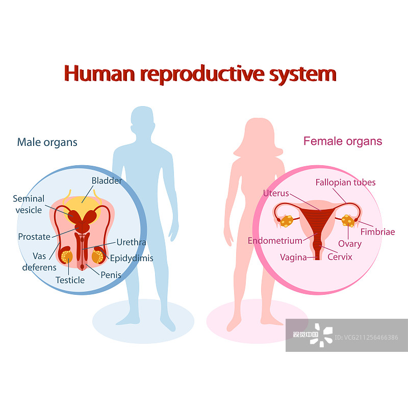 生殖學中的干細胞療法 生殖學中的干細胞療法