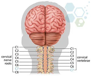 干細(xì)胞治療頸脊髓損傷C7 干細(xì)胞治療頸脊髓損傷C7