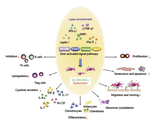 SLE中BM-MSC的功能障礙。來(lái)自狼瘡小鼠或患者的BM-MSC表現(xiàn)出遷移、增殖、分化和免疫調(diào)節(jié)能力受損，并且衰老加劇。SLE中體內(nèi)炎癥環(huán)境異常以及JAK-STAT、p53/p21、PI3K/Akt、Wnt/beta-catenin等信號(hào)通路的異常可能與BM-MSCs的缺陷有關(guān)。