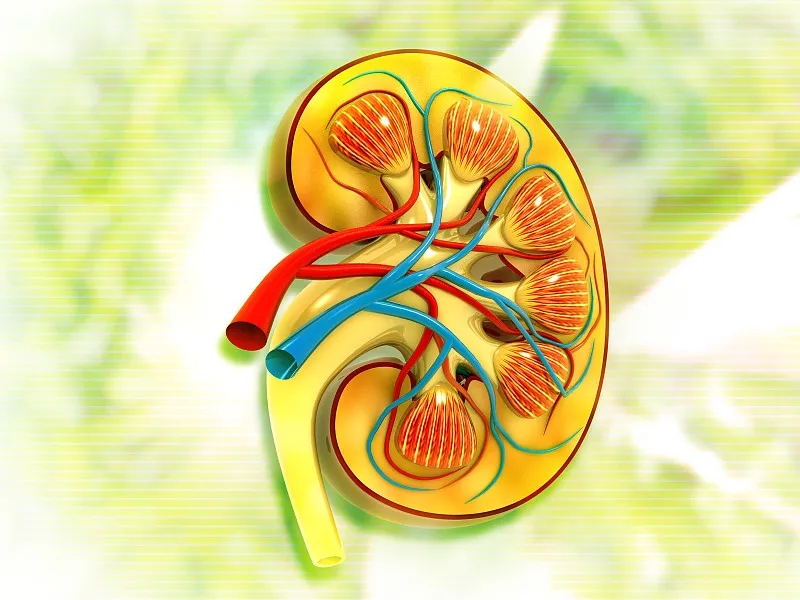 關于第3期腎病，您應該知道的一切