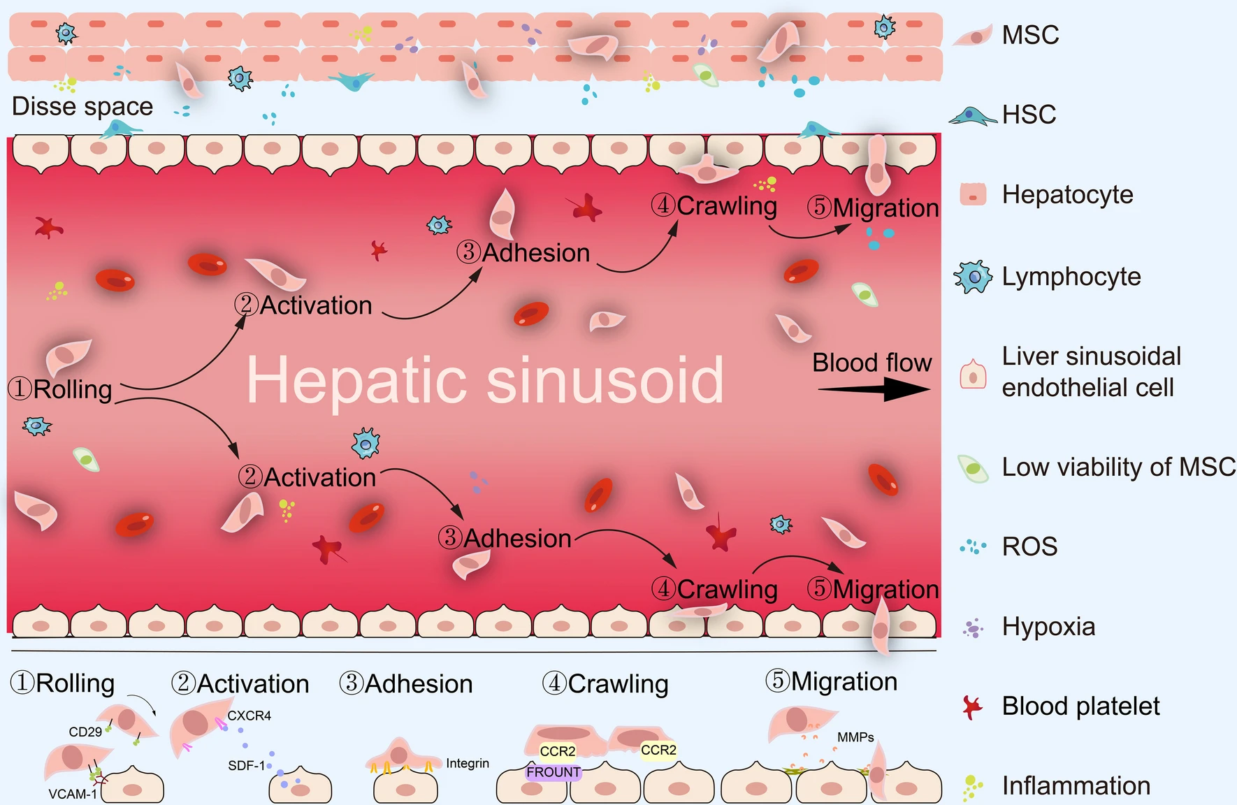 圖2:間充質(zhì)干細(xì)胞治療期間的全身歸巢過程。MSCs的全身給藥必須經(jīng)歷滾動(dòng)、激活、粘附、爬行和遷移等多步驟過程。 圖2:間充質(zhì)干細(xì)胞治療期間的全身歸巢過程。MSCs的全身給藥必須經(jīng)歷滾動(dòng)、激活、粘附、爬行和遷移等多步驟過程。