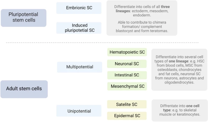 圖2：干細胞根據分化潛能進行分裂。