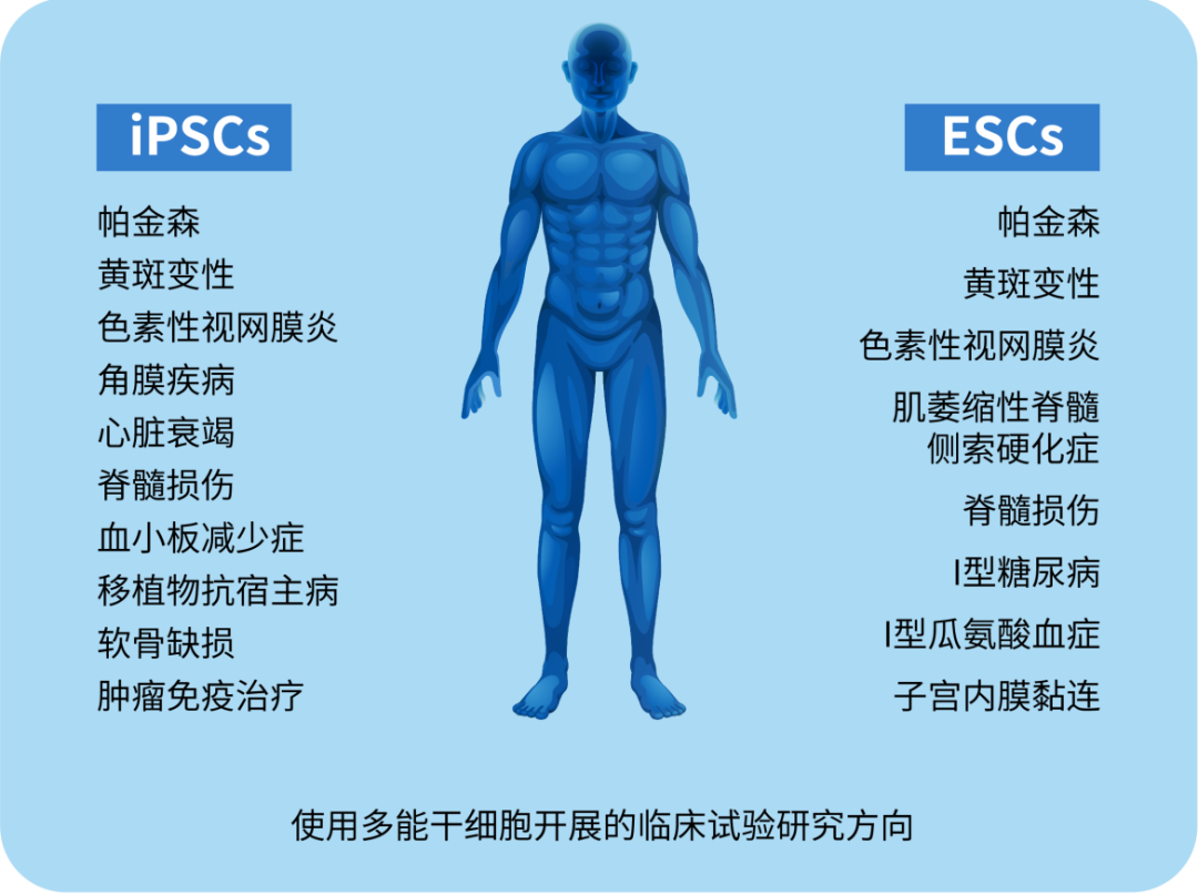 多能干細胞及其當前在醫學中的應用