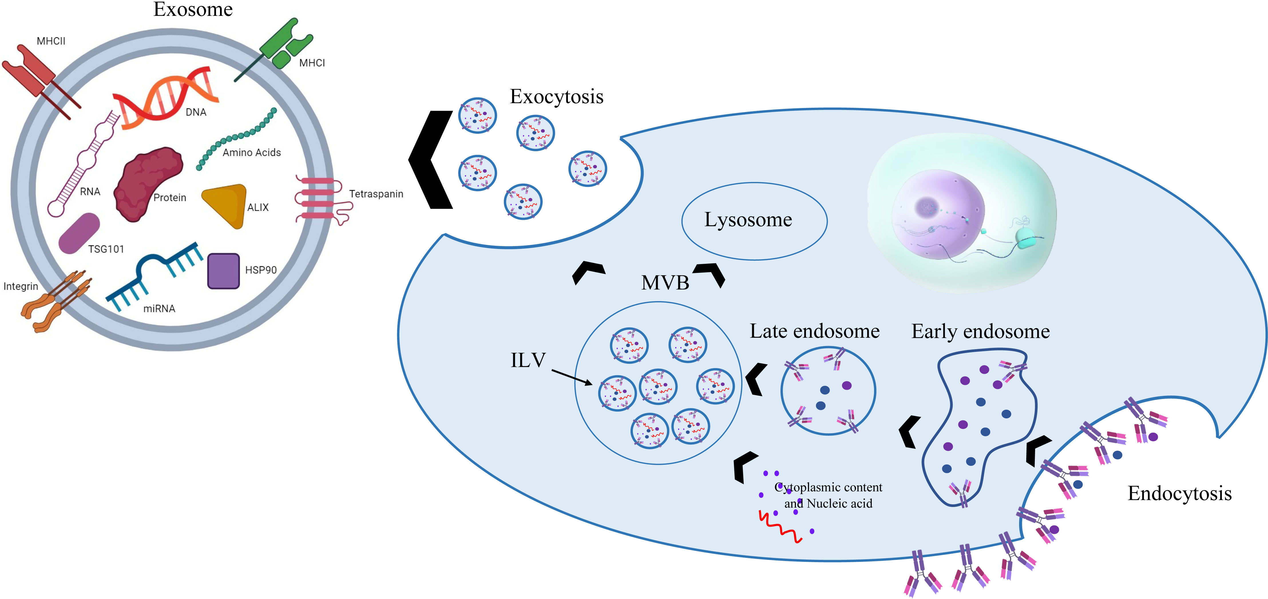 圖4：干細胞外泌體的生物發生和結構