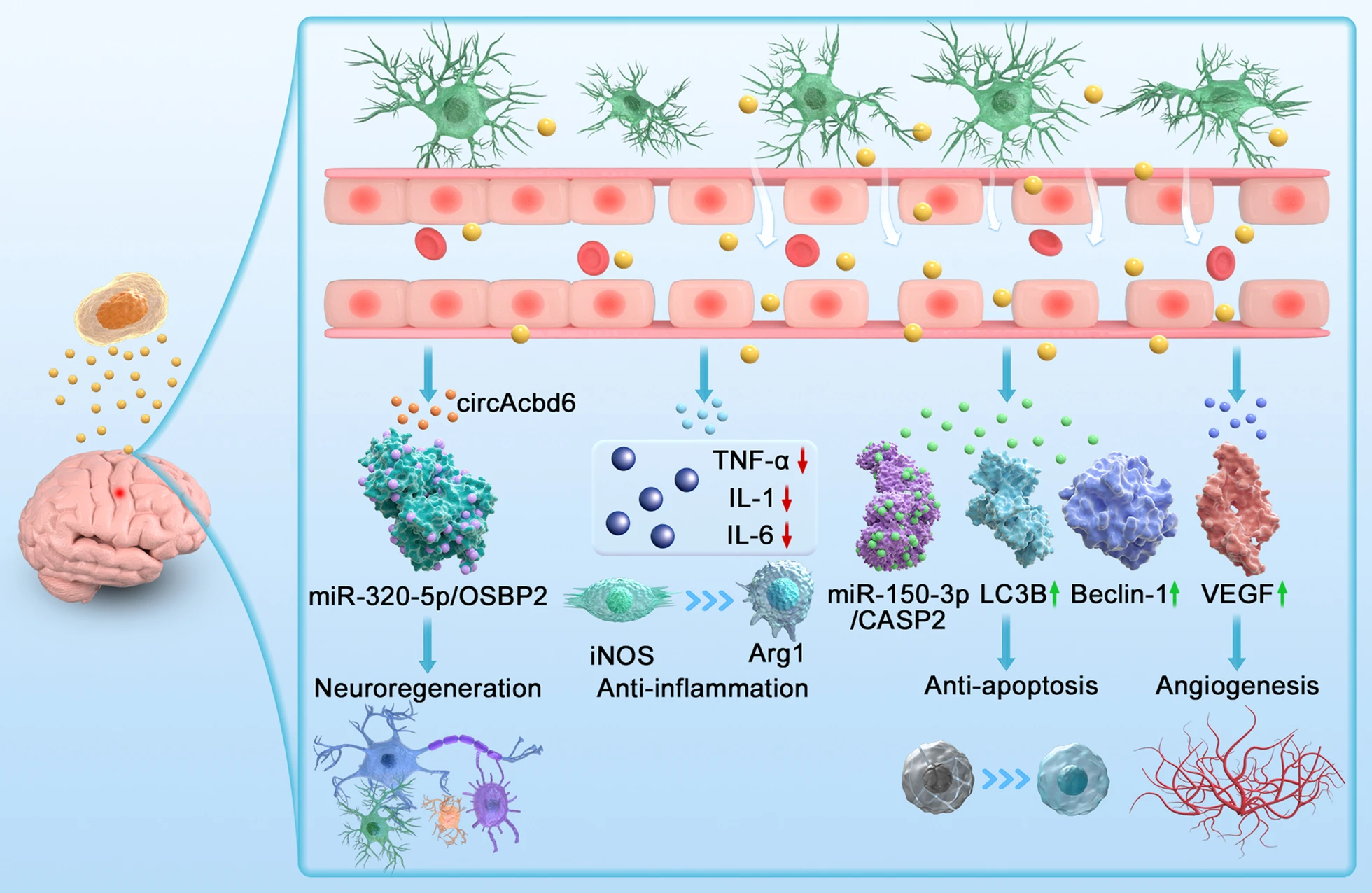 圖3：神經干細胞外泌體治療創(chuàng)傷性腦損傷作用機制示意圖