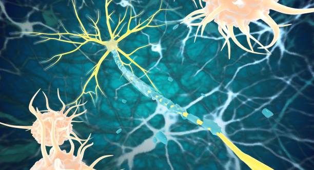 神經干細胞：鑒定、功能、培養(yǎng)和分離