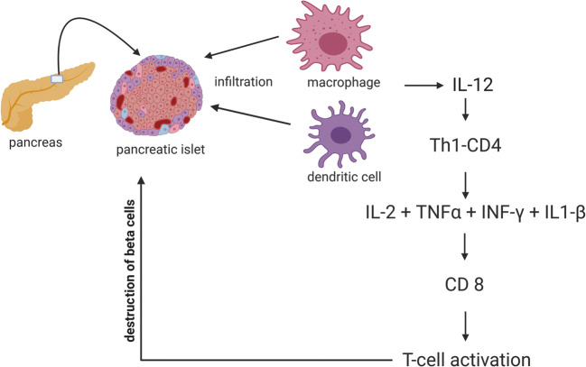 圖1:T1DM中通過巨噬細胞和樹突狀細胞分泌的細胞因子級聯表現出的自身免疫機制 圖1:T1DM中通過巨噬細胞和樹突狀細胞分泌的細胞因子級聯表現出的自身免疫機制