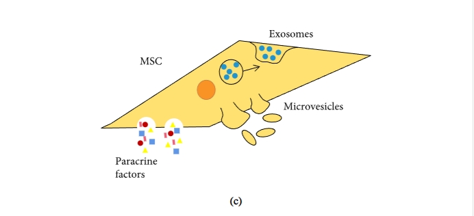 圖1：間充質干細胞促進組織修復和免疫抑制機制的示意圖