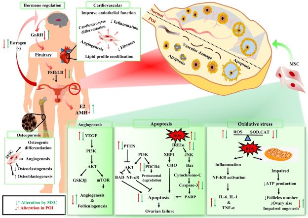 圖1:干細胞療法治療卵巢早衰(POI)患者的機制作用。 圖1:干細胞療法治療卵巢早衰(POI)患者的機制作用。