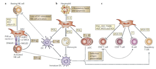 臍帶間充質干細胞的機制作用