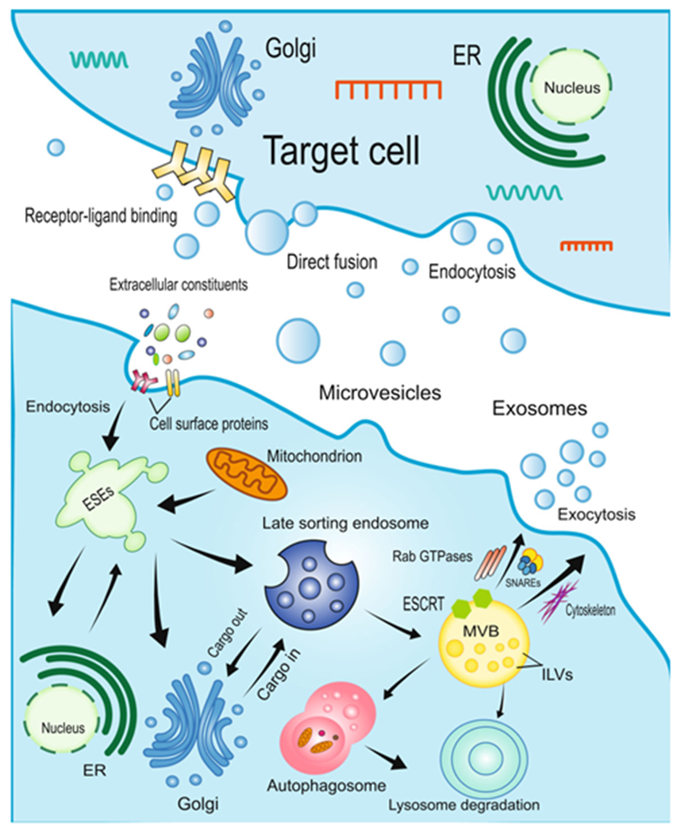 學者們研究發現移植MSCs衍生神經元在體內具有高分化率的功能。