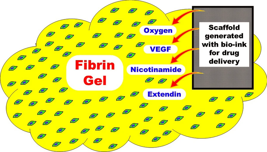 圖1:建議的MSC衍生IPC皮下移植模型。 圖1:建議的MSC衍生IPC皮下移植模型。