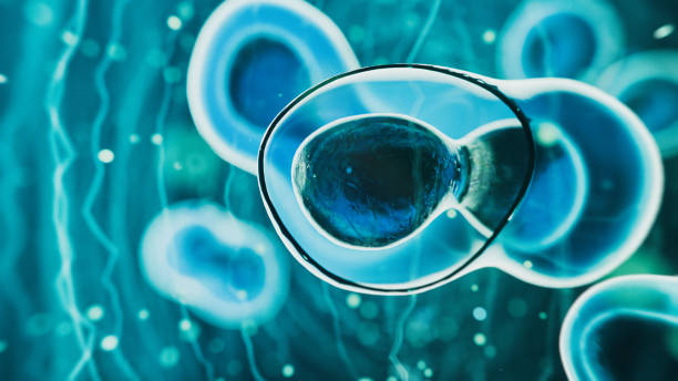 干細(xì)胞療法是永久性的嗎? 干細(xì)胞療法是永久性的嗎?