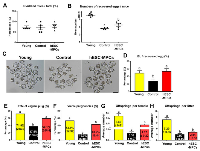 圖4：人胚胎干細胞衍生的間充質祖細胞 (hESC-MPC) 對圍絕經期小鼠排卵、胚胎發育、妊娠和產仔數的影響。