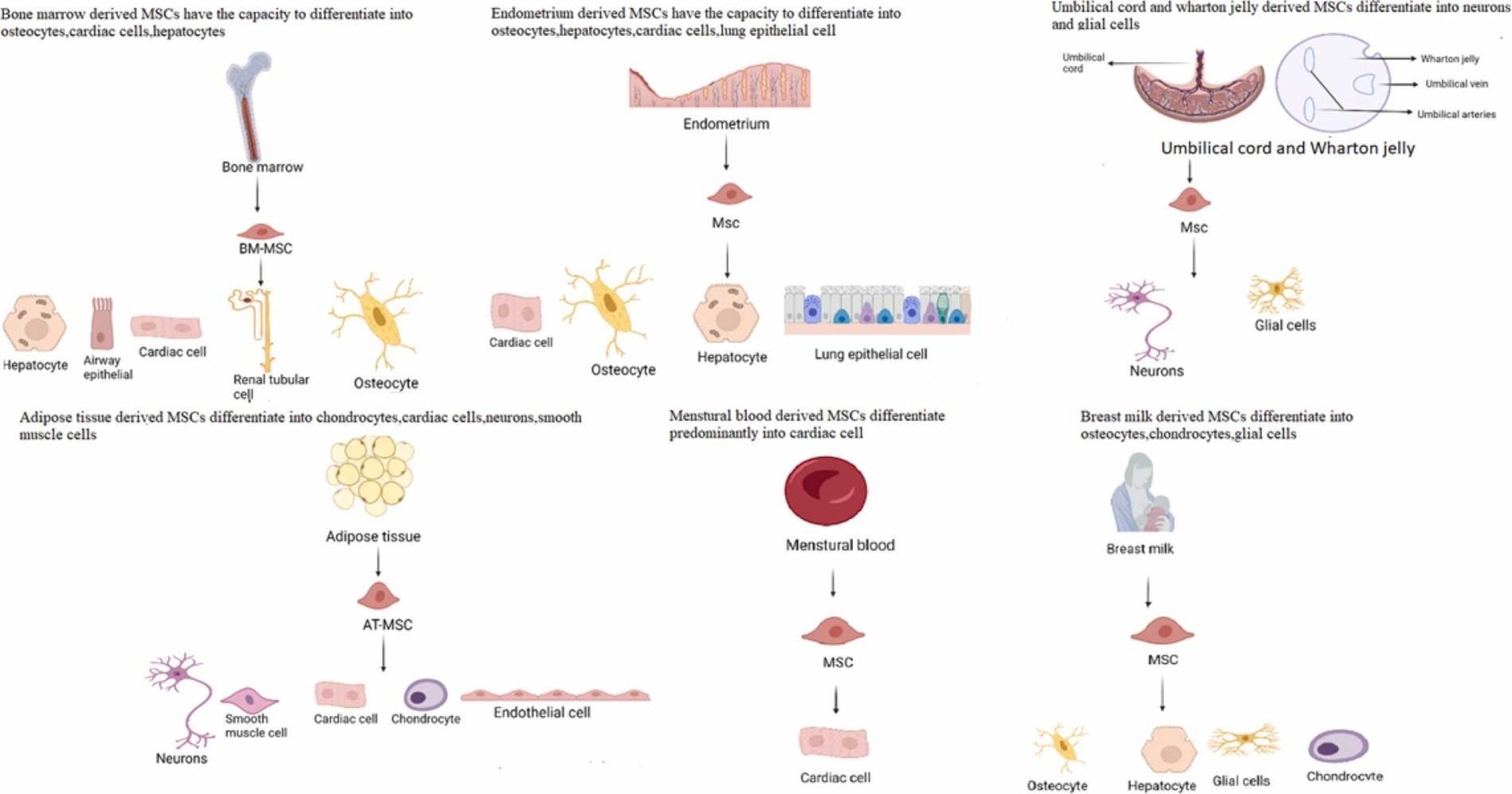 間充質(zhì)干細胞有哪些優(yōu)勢？