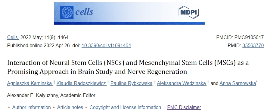 神經干細胞 (NSC) 和間充質干細胞 (MSC) 的相互作用作為大腦研究和神經再生的一種有前途的方法 神經干細胞 (NSC) 和間充質干細胞 (MSC) 的相互作用作為大腦研究和神經再生的一種有前途的方法