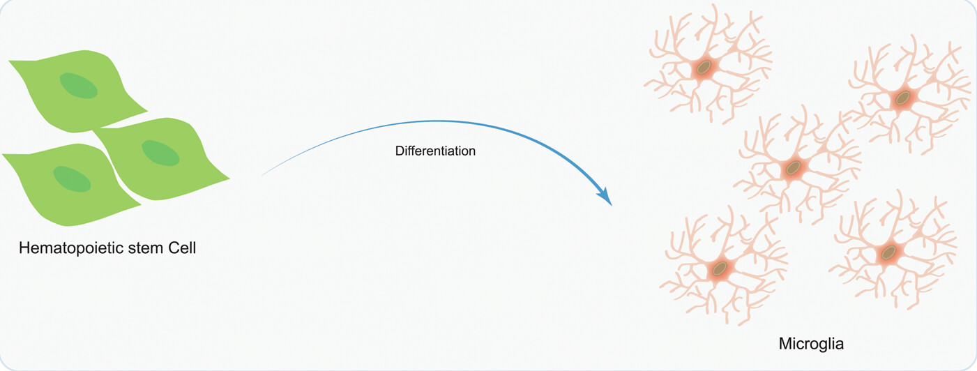 圖5：造血干細胞移植在神經系統疾病治療中的應用