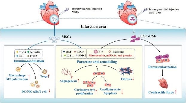 重復靜脈注射干細胞可以進一步增強治療效果。 重復靜脈注射干細胞可以進一步增強治療效果。