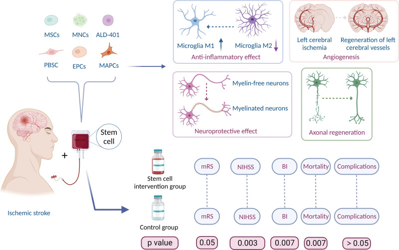圖7：干細胞治療缺血性中風的作用機制。