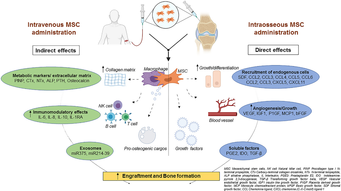 圖2：該圖顯示了根據文獻16-18和TERCELOI6試驗數據推測的間充質干細胞體內分子機制及其給藥后對各種細胞功能的作用。